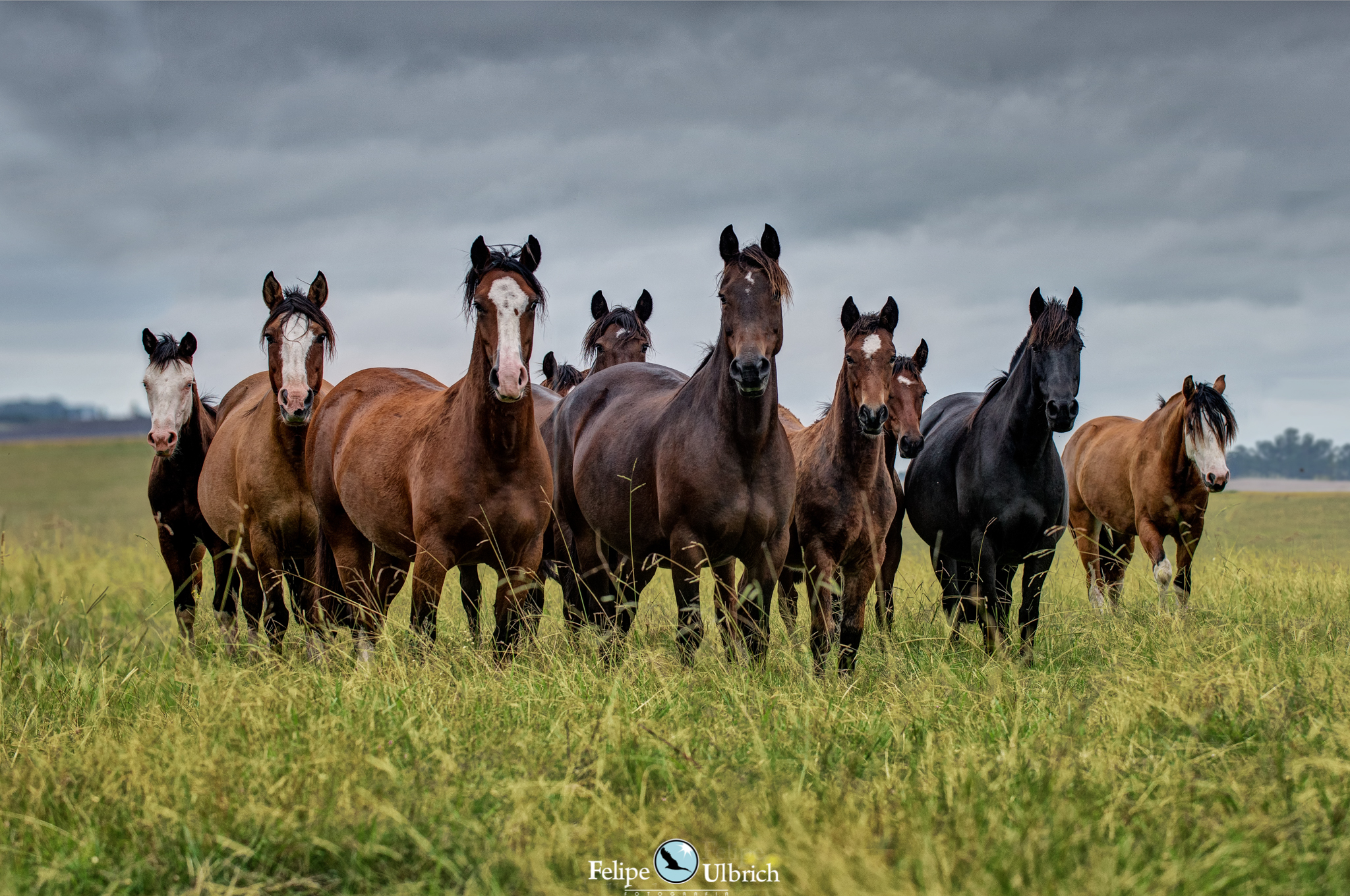 Noticia: A importância do cuidado no trato dos cavalos