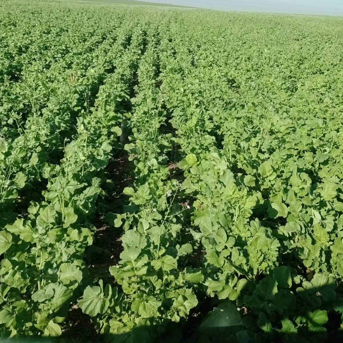Noticia: Registro enviado pelos nossos produtores parceiros do Mato Grosso do Sul, das nossas áreas de produção de Nabo Forrageiro, cultivar IPR 116