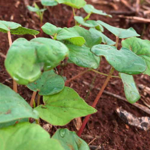 Agrosul Cultivar IPR 91